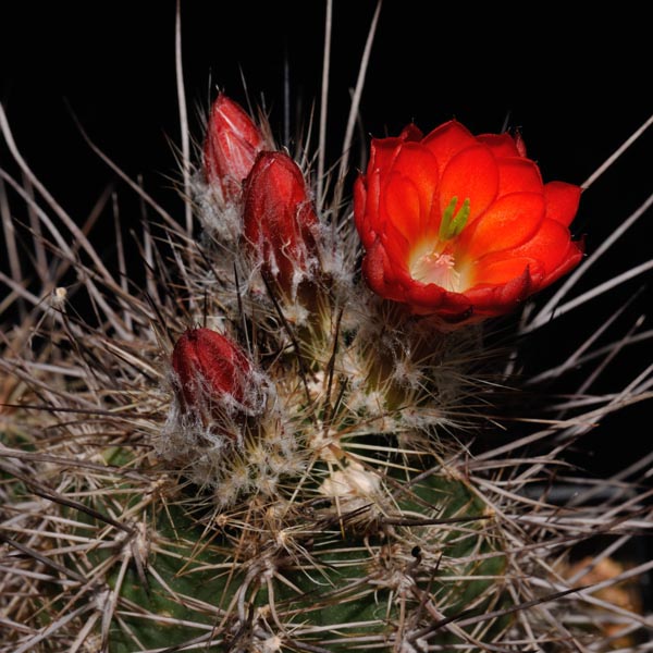 Echinocereus polyacanthus, Jose Ma. Morelos, 100 Korn