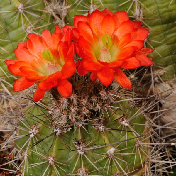 Echinocereus polyacanthus, Durango - Mazatlan, Km 68, 500 Korn