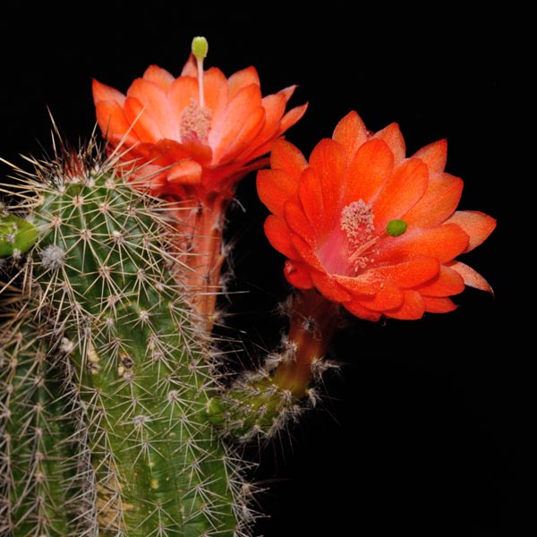Echinocereus ortegae, Topia, 25 Korn