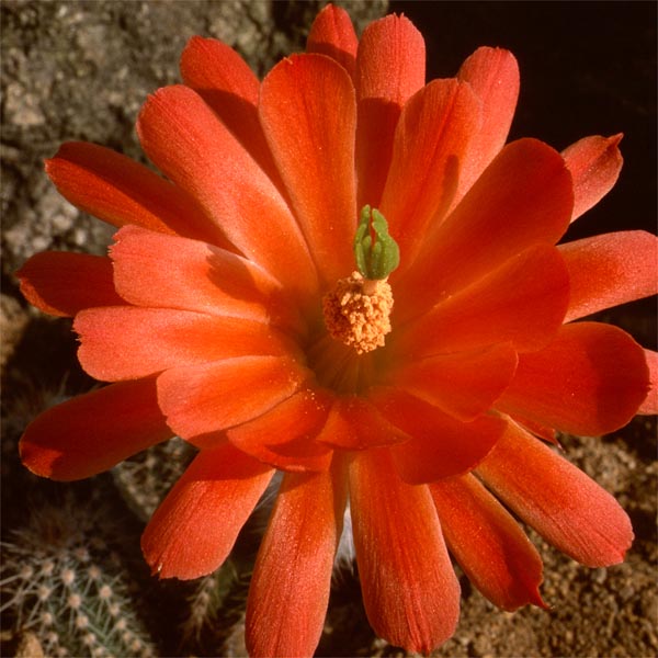Echinocereus huitcholensis plomosos, Jesus Maria, 100 Korn