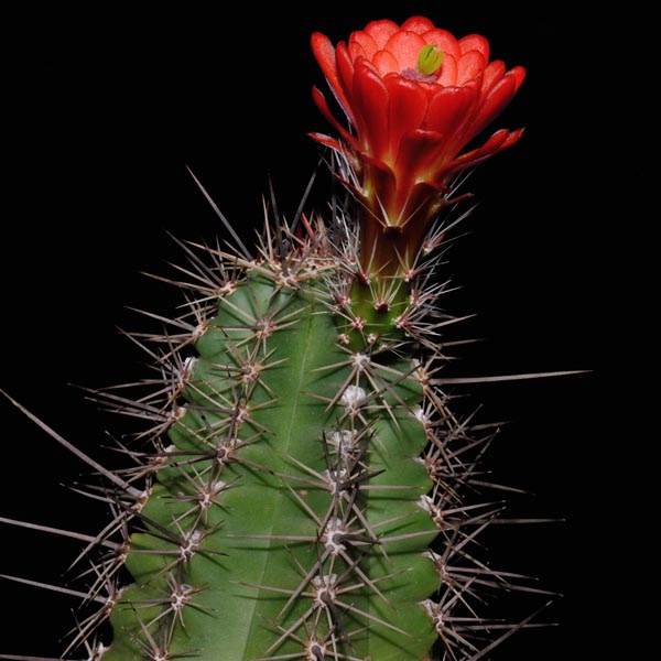 Echinocereus arizonicus matudae, Pacheco, 25 Korn