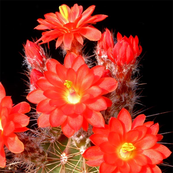 Echinocereus polyacanthus, Las Minas Navidad, 25 Korn