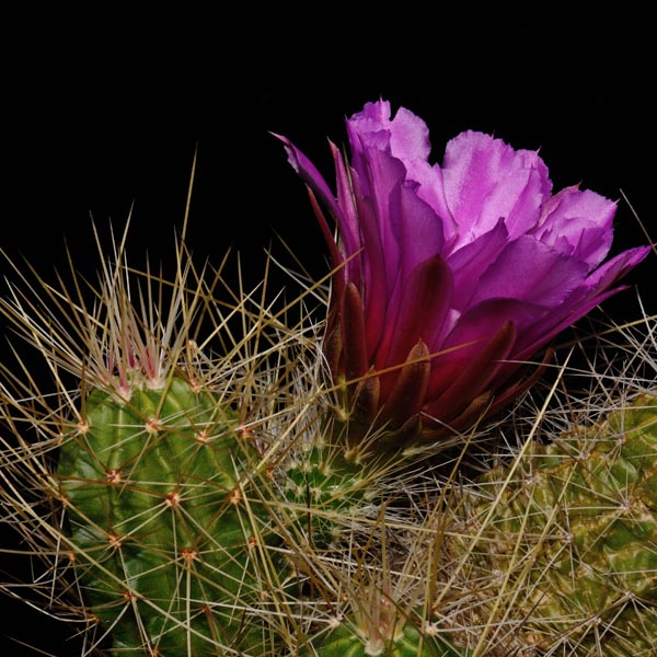 Echinocereus viereckii santamariensis, Huasteca Canyon, 50 Korn