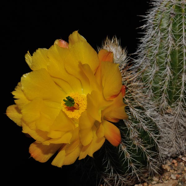 Echinocereus stoloniferus, Moris, 50 Seeds