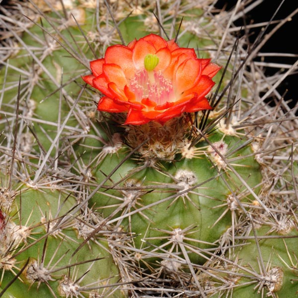 Echinocereus polyacanthus, Durango - Mazatlan, Km 40, 50 Korn