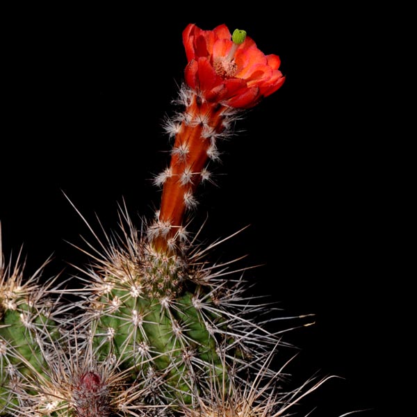 Echinocereus acifer, Minas Colorado, 25 Korn