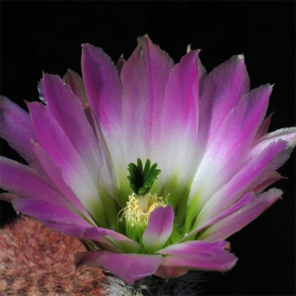 Echinocereus pectinatus, Saltillo - Monterrey, 100 Korn
