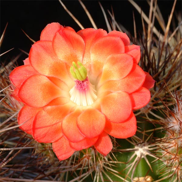 Echinocereus polyacanthus, La Punta, 25 Korn