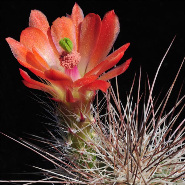 Echinocereus coccineus rosei, BW161, 100 Korn