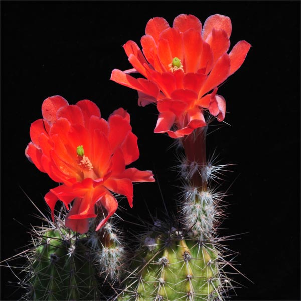 Echinocereus marksianus, noerdlich San Luis Potosi, 25 Korn