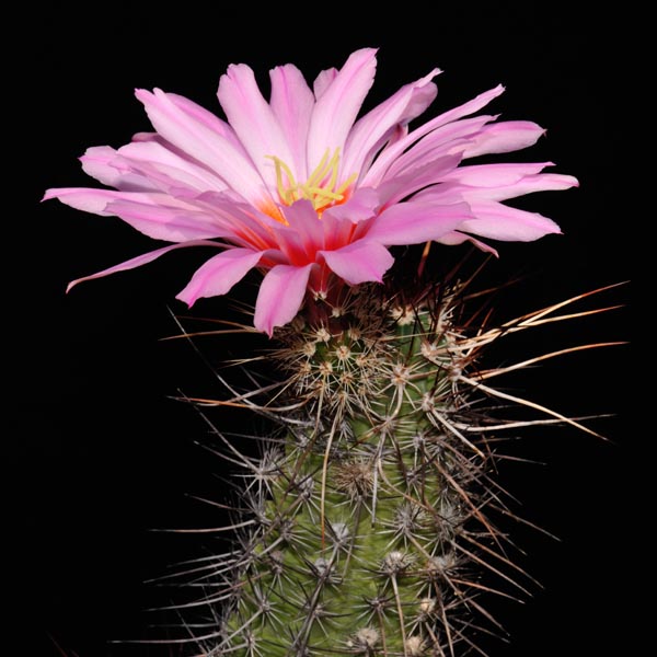 Echinocereus ferreirianus, Baja California, 100 Korn