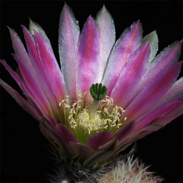 Echinocereus dasyacanthus crockettianus, Crockett Co., 100 Korn