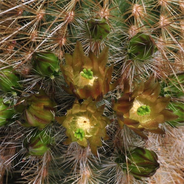 Echinocereus russanthus weedinii, HK1289, 25 Korn