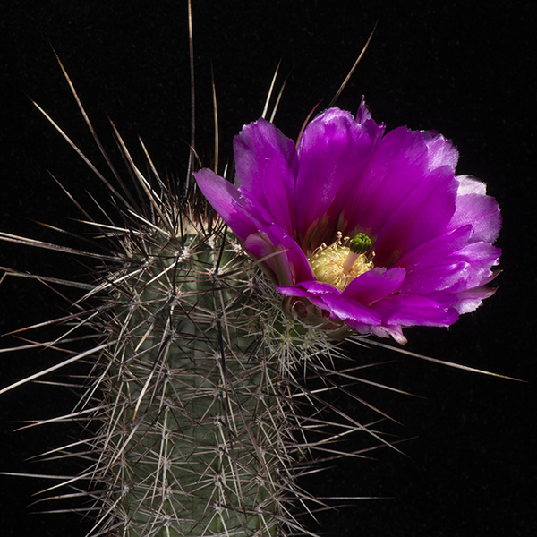 Echinocereus engelmannii fasciculatus, Globe - Safford, 25 Korn