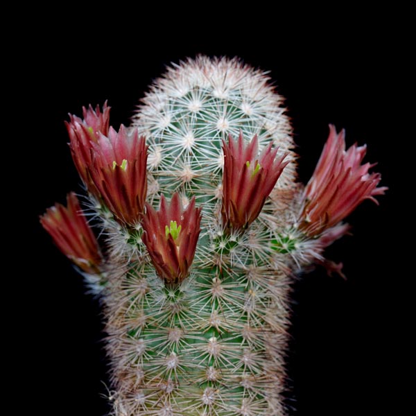 Echinocereus russanthus, Old Maverick, 50 Korn