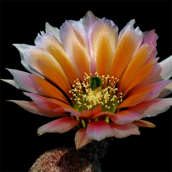 Echinocereus pectinatus rutowiorum, Sierra El Tambor, 25 Korn