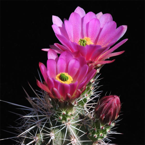 Echinocereus coccineus, Hybride, USA, 25 Korn