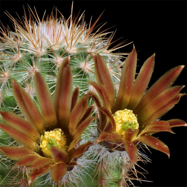Echinocereus neocapillus, Texas, 50 Korn
