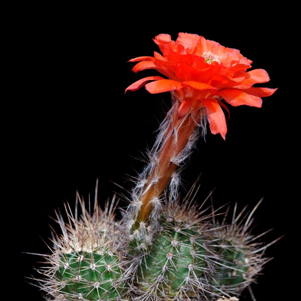 Echinocereus topiensis, El Durazno, 50 Korn