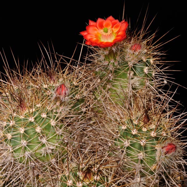 Echinocereus polyacanthus, La Junta - Creel, 25 Korn