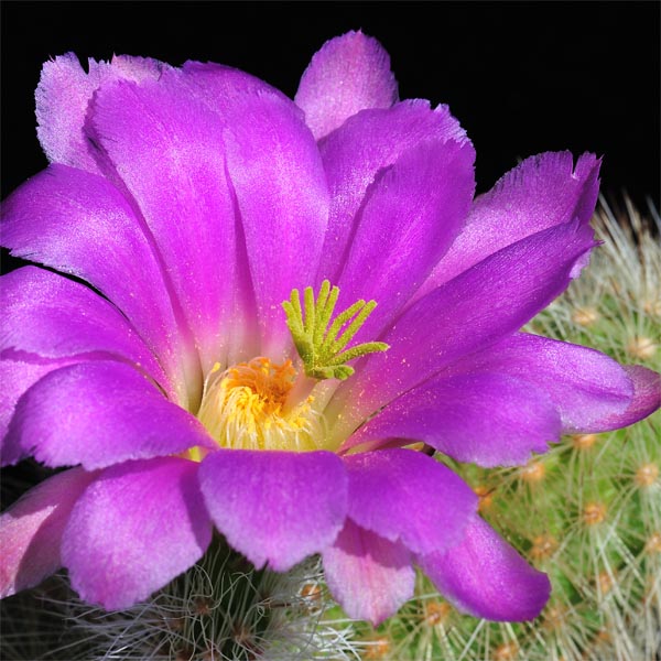 Echinocereus freudenbergeri, S. St. Gloria, 100 Korn