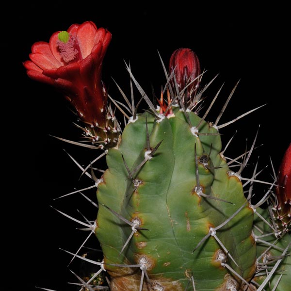 Echinocereus triglochidiatus, Manzano Mts., 25 Korn
