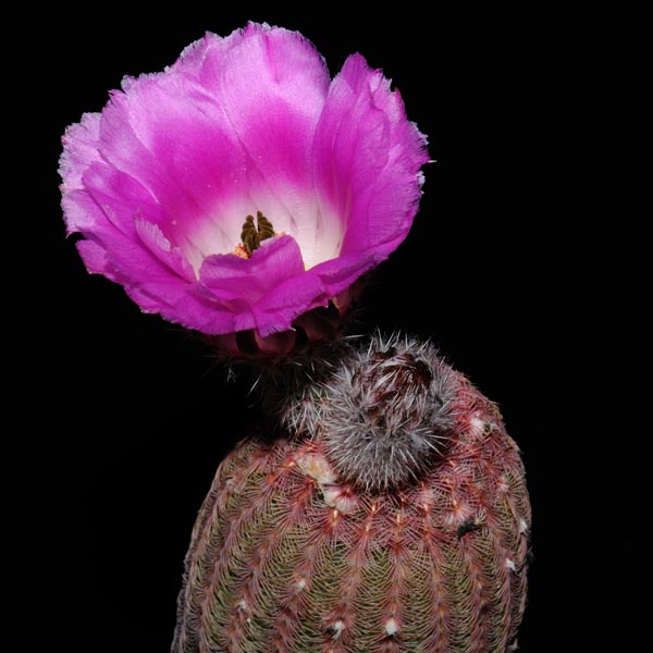 Echinocereus rigidissimus, Rosario, PG139, 25 Korn