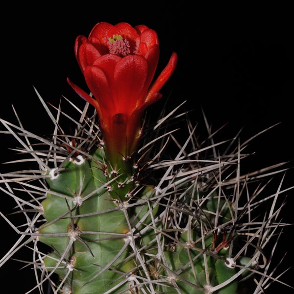 Echinocereus triglochidiatus, Taos, 25 Korn