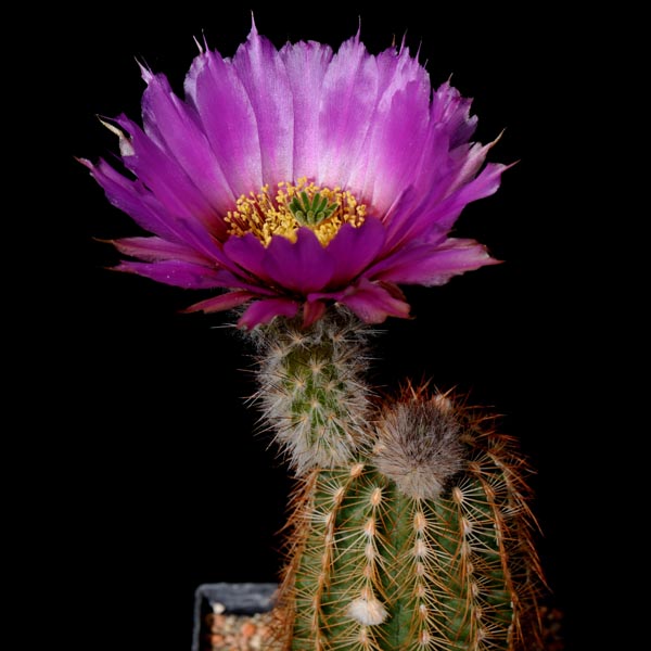 Echinocereus reichenbachii baileyi, Medicine Park, 50 Korn