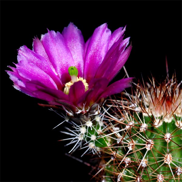 Echinocereus bonkerae, Greenlee Co., 50 Korn