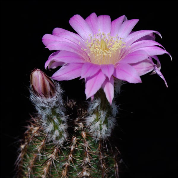 Echinocereus adustus schwarzii, El Vergel, 100 Korn