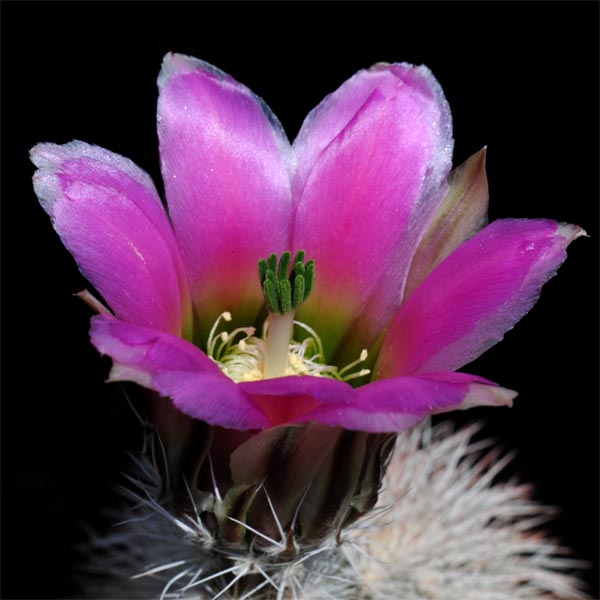 Echinocereus dasyacanthus crockettianus, Sheffield, 25 Korn