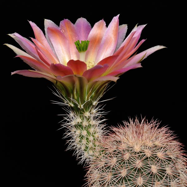 Echinocereus dasyacanthus, westlich Bakersfield, 500 Korn