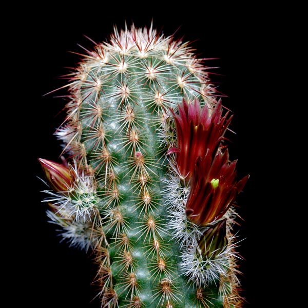 Echinocereus russanthus, Rosillos Mts., 25 Seeds