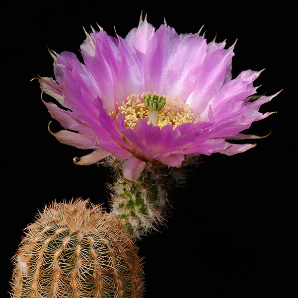 Echinocereus reichenbachii caespitosus, Lake Cisco, 100 Korn