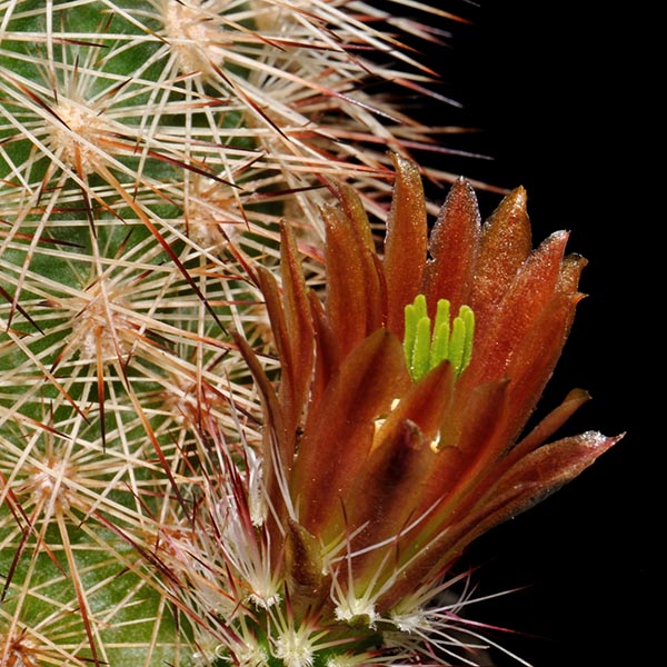 Echinocereus russanthus, Riverroad West, 25 Korn