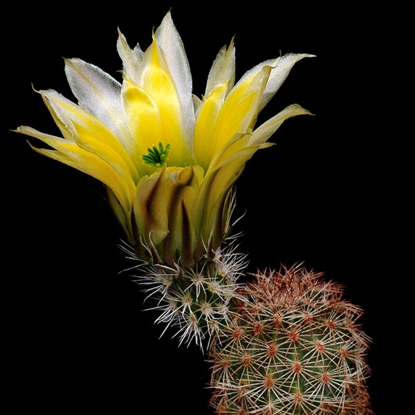 Echinocereus dasyacanthus, Sta. Elena, 50 Korn