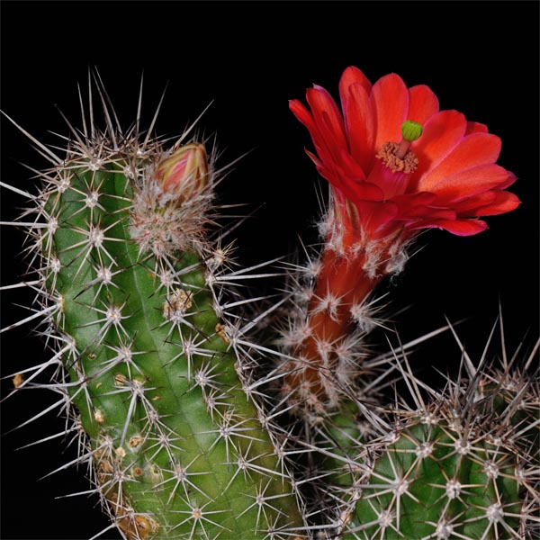 Echinocereus scheeri, Sierra Canelo, 25 Korn