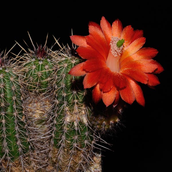 Echinocereus spec., PG302, 50 Korn