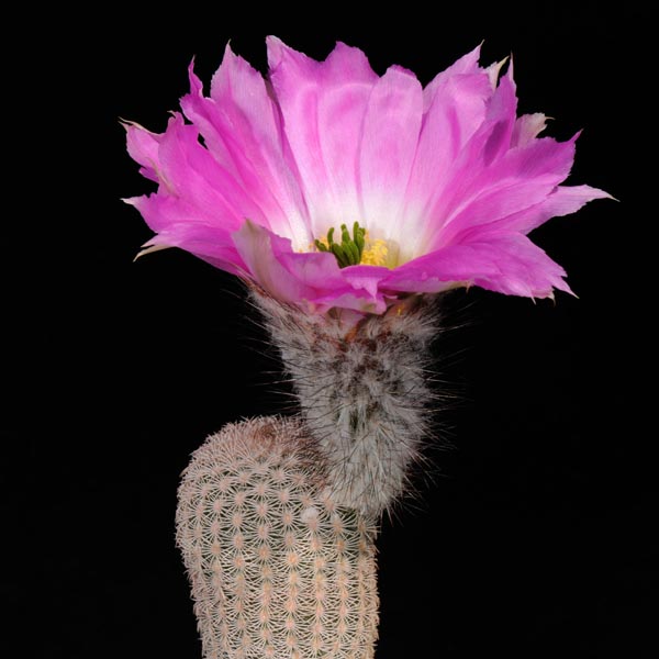 Echinocereus primolanatus, Hipolito, 25 Korn