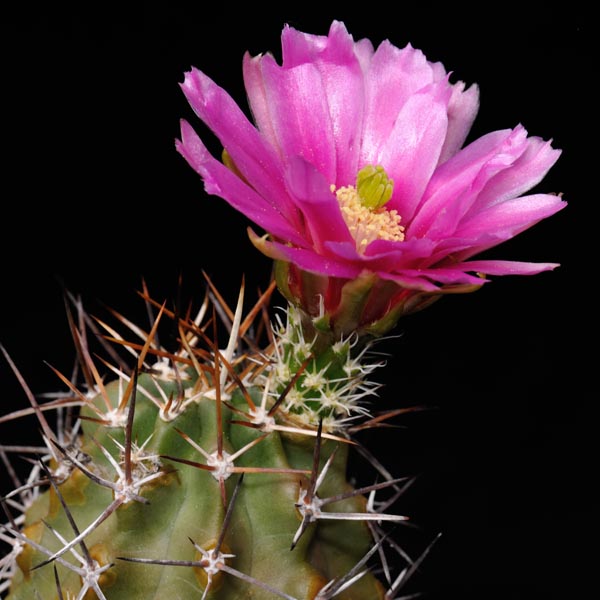 Echinocereus fendleri, Taos 25 Korn
