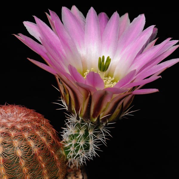 Echinocereus pectinatus, La Pendencia, 50 Seeds
