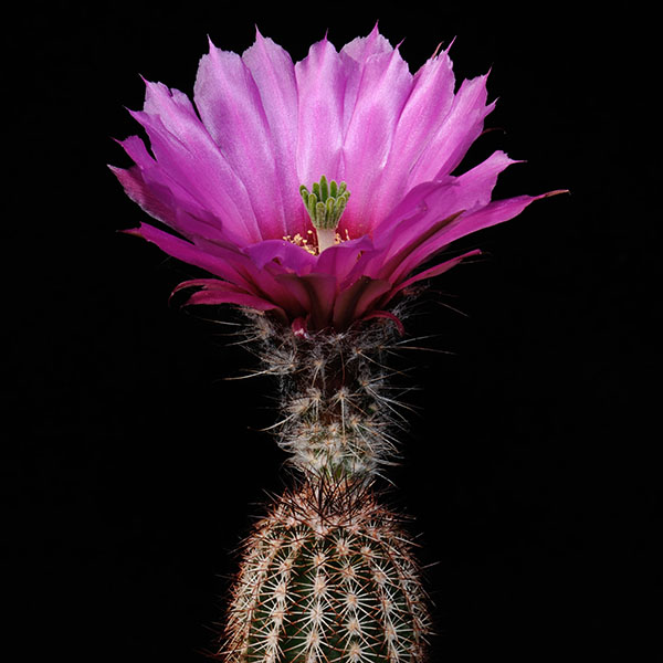 Echinocereus chisoensis, Brewster Co., 50 Korn