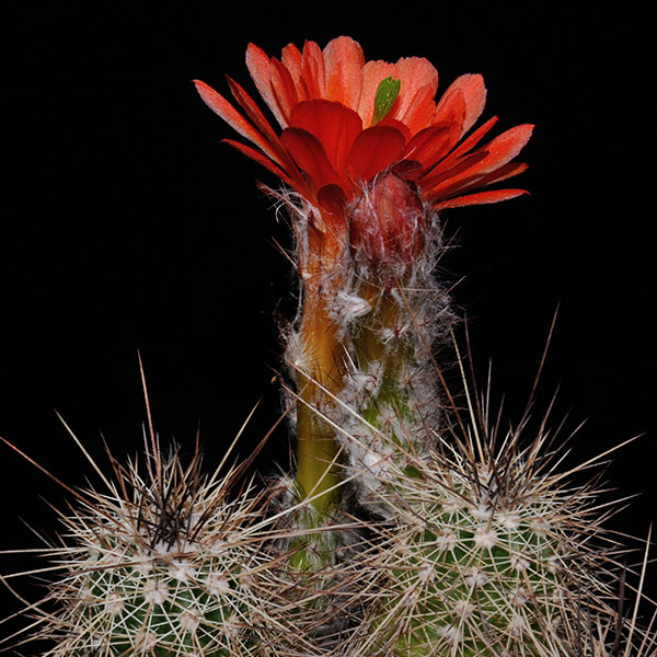 Echinocereus huitcholensis, Durango - Mazatlan, Km 180, 25 Seeds