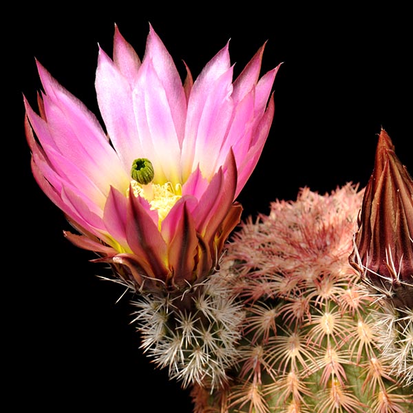 Echinocereus pectinatus, Rio Florido, 50 Korn