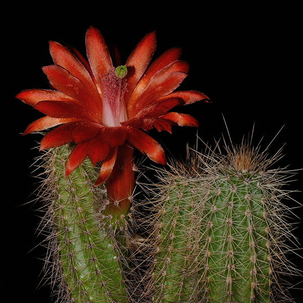 Echinocereus koehresianus, Durango - Mazatlan, 50 Korn