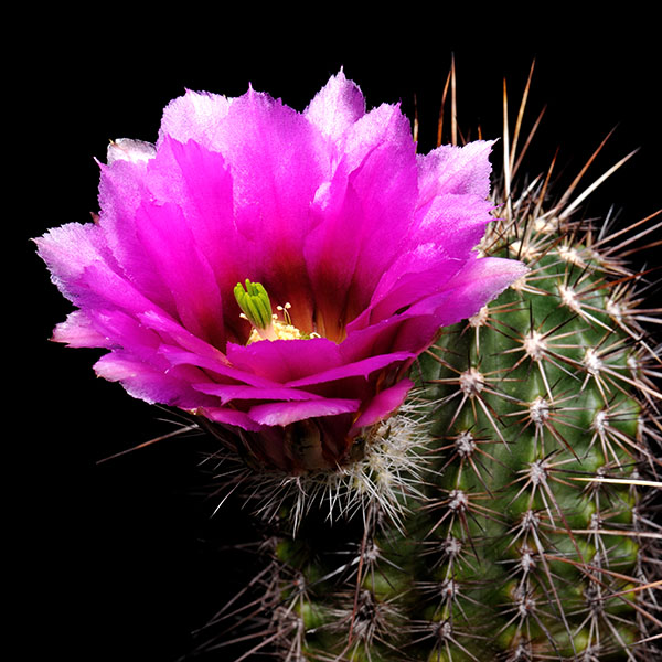 Echinocereus bonkerae, noerdlich Globe, 25 Korn