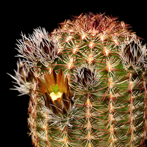 Echinocereus chloranthus, Dona Ana Co., 50 Korn