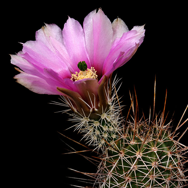 Echinocereus fendleri, Strasse 83, 25 Korn