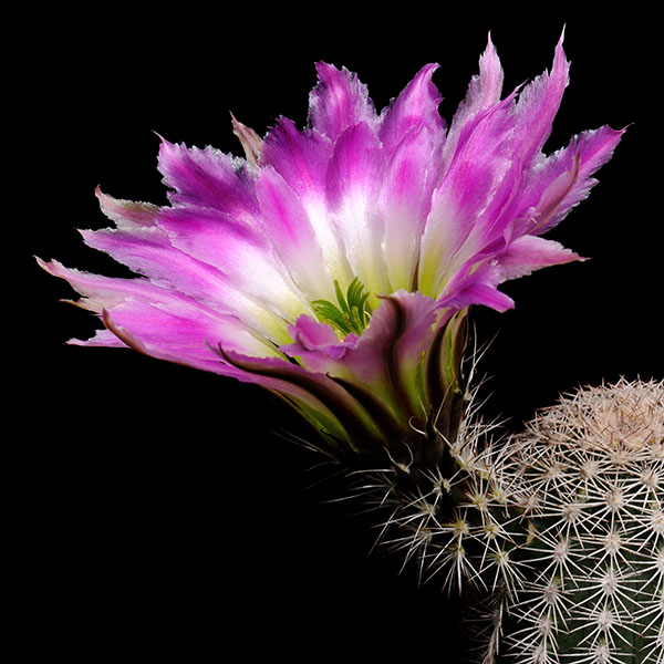 Echinocereus pectinatus wenigeri, BW116, 50 Korn